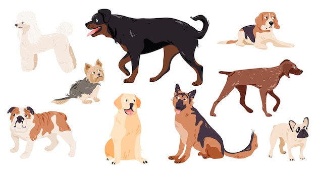 Conjunto de raças puras de cães