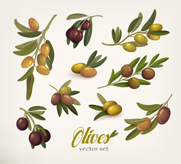 Conjunto de ramos de oliveira verdes e pretos com galho