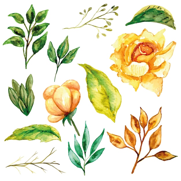 Conjunto de rosa amarela e suas folhas em aquarela
