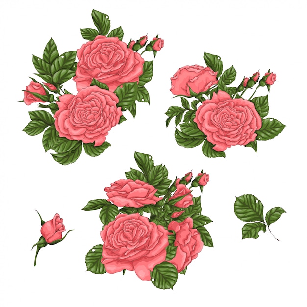 Conjunto de rosas corais. desenho à mão