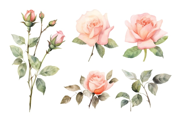 Conjunto de rosas rosas flores coleção decorativa botânica de ilustração vetorial coleção isolada conjunto de folhas tropicais
