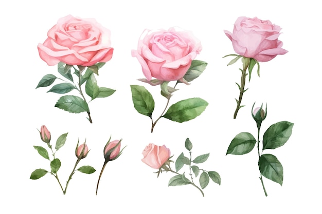 Conjunto de rosas rosas flores coleção decorativa botânica de ilustração vetorial coleção isolada conjunto de folhas tropicais