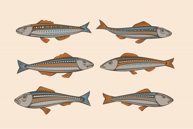 Conjunto de sardinha. ilustração de peixe