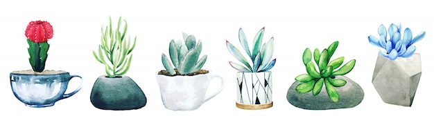 Conjunto de seis plantas em vasos de cactos e suculentas, mão desenhada