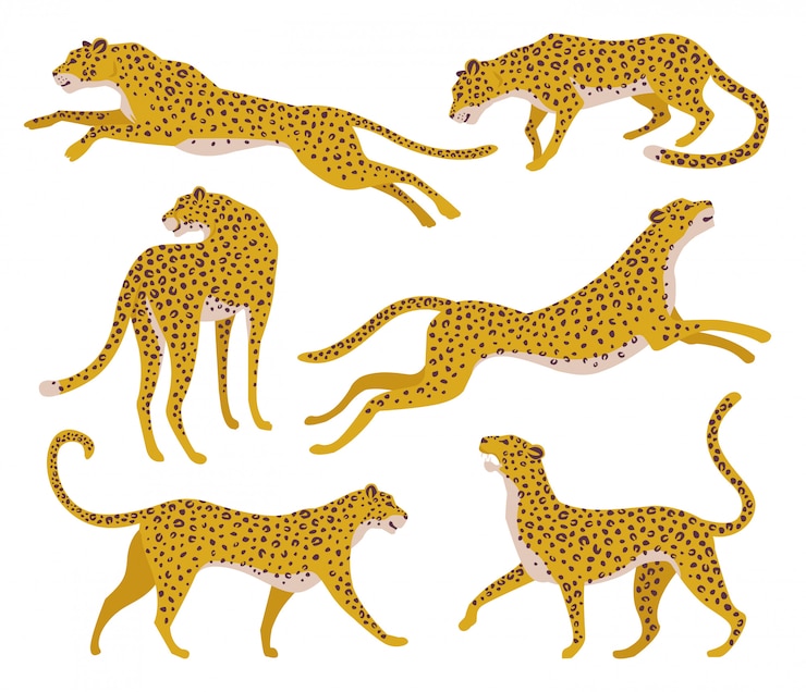 Vetor conjunto de silhuetas abstratas de leopardos.