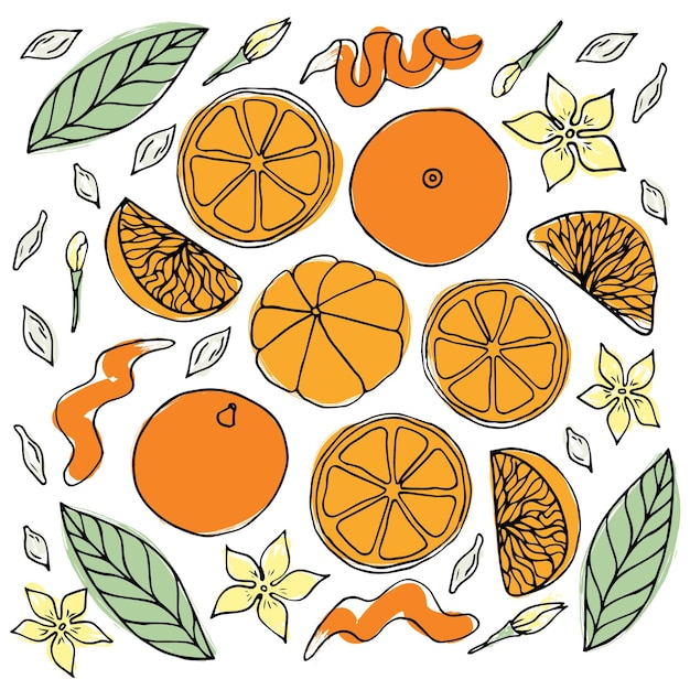 Vetor conjunto de tangerinas ou tangerinas de cor vetorial laranjas ou tangerinas doodle desenhado à mão fruta simples