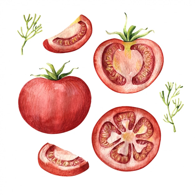 Conjunto de tomate, inteiro, metade e fatiado, vista superior e lateral