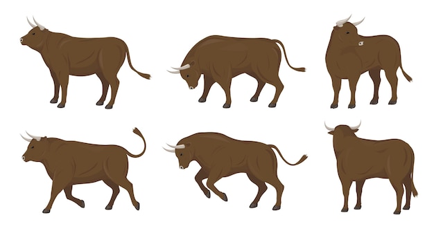 Conjunto de touros em diferentes poses