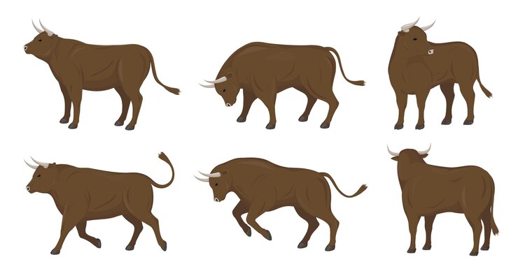 Vetor conjunto de touros em diferentes poses