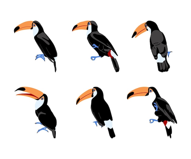 Conjunto de tucanos aves tropicais exóticas desenhadas à mão plana com bico grande