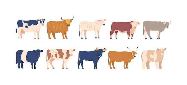 Conjunto de vacas e touros, diversas raças, diferentes tipos de bovinos, cada um com suas características distintivas, como cor