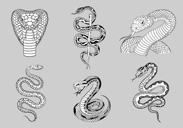 Conjunto de várias cobras detalhadas desenhadas à mão Viper Cobra Python Boa com pele decorada com escamas