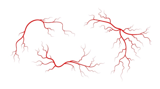 Vetor conjunto de veias e artérias humanas. ilustração vetorial de vasos sanguíneos ramificados e capilares vermelhos.