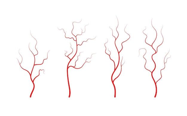 Vetor conjunto de veias e artérias humanas vasos sanguíneos e capilares vermelhos ramificados