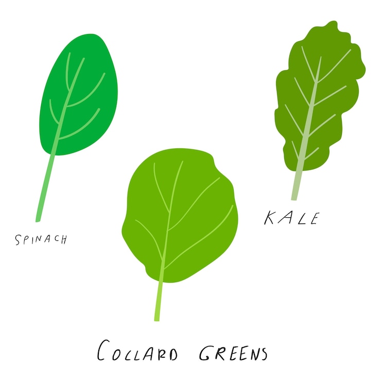 Vetor conjunto de verdes espinafre couve collard verdes desenho desenhado à mão ilustração em fundo branco