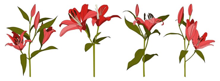 Vetor conjunto de vetor de flor de lírio vermelho desenhado à mão isolado