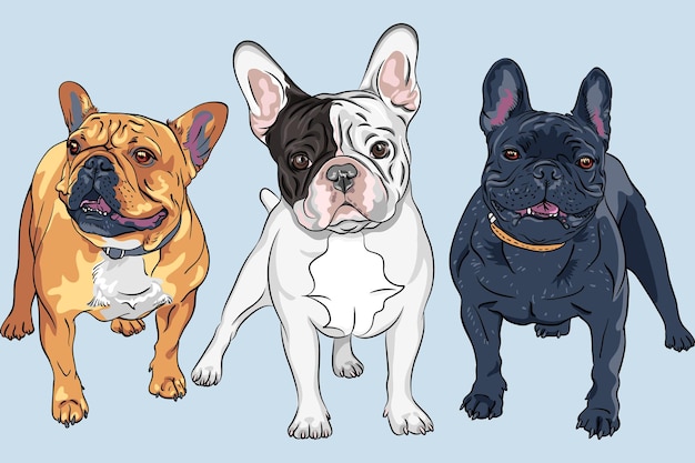 Conjunto de vetores 2 de cães brancos, fulvos e pretos da raça bulldog francês, a coloração mais comum