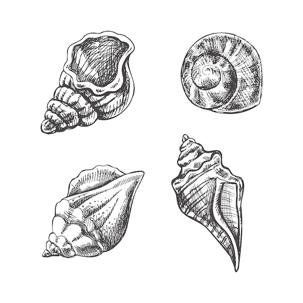 Conjunto de vetores de amonite de conchas ilustração de esboço desenhado à mão coleção de esboços realistas de várias conchas do mar de moluscos de várias formas isoladas no fundo branco