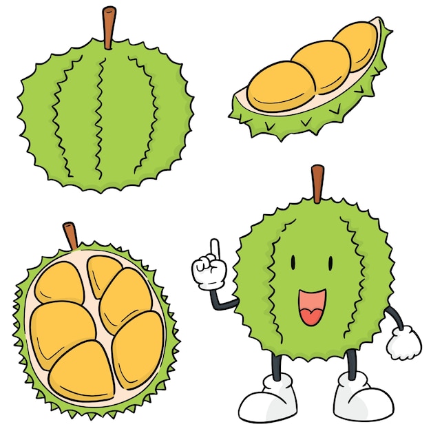 Vetor conjunto de vetores de durian
