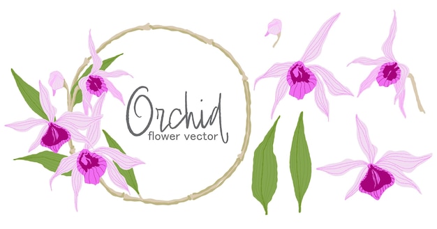 Conjunto de vetores de flores de orquídea de ilustração