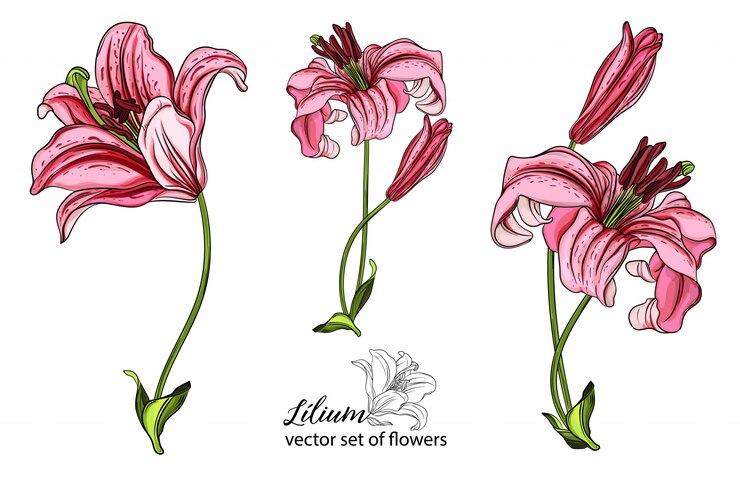 Vetor conjunto de vetores de flores e botões de lírio.