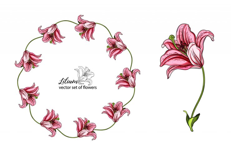 Vetor conjunto de vetores de flores e botões de lírio.