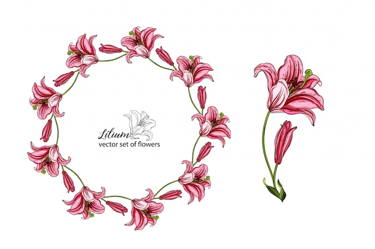 Vetor conjunto de vetores de flores e botões de lírio.