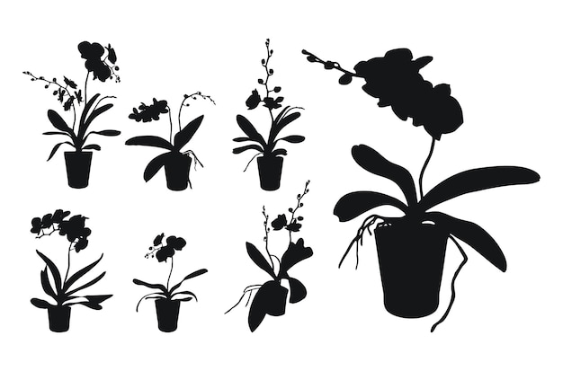 Conjunto de vetores de flores realistas, orquídeas, phalaenopsis, realismo, silhuetas modernas, vaso de plantas, plano