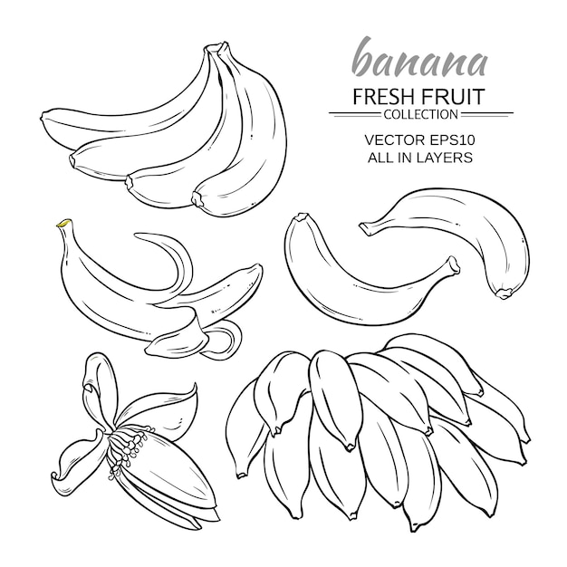 Conjunto de vetores de frutas banana