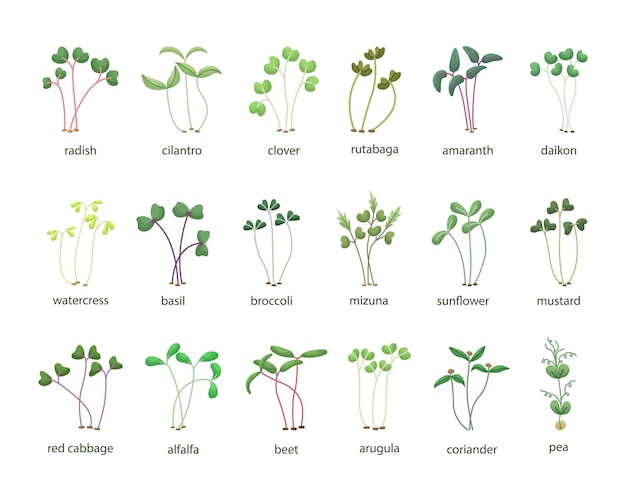 Vetor conjunto de vetores de ilustrações de microgreens. mudas jovens saudáveis. comida saudável e ecológica.