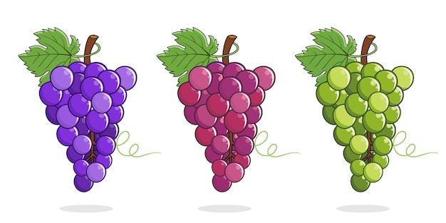 Vetor conjunto de vetores de ilustrações de uvas