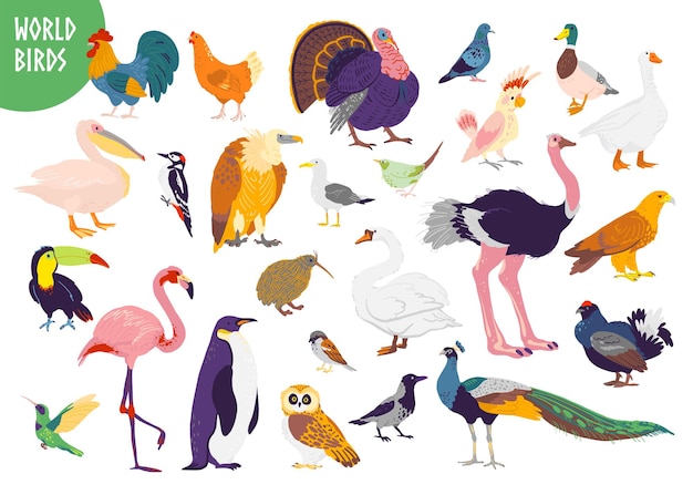 Conjunto de vetores de tipos de pássaros do mundo de mão plana desenhada isolado no fundo branco. Galo, peru, gaivota, papagaio, flamingo e outros. Para livro infantil, ilustração do alfabeto, impressão, logotipo do zoológico, banner.