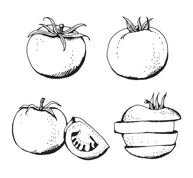 Conjunto de vetores de tomate vegetais desenhados à mão isolados