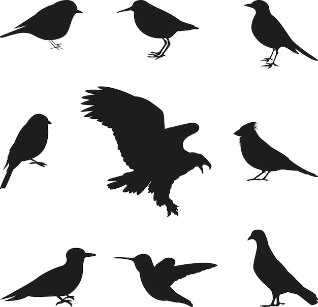 Vetor conjunto de vetores editáveis silhuetas de pássaros