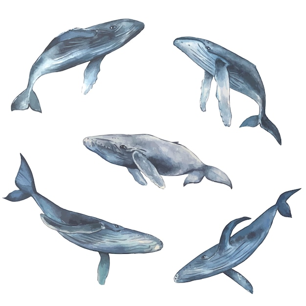 Conjunto de vetores isolados de baleias em aquarela pintadas à mão
