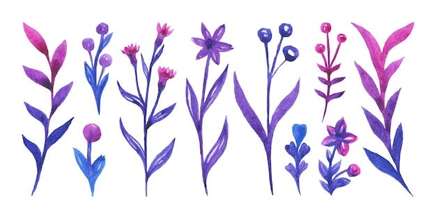 Conjunto de watercolor de wildflowers e galhos em um fundo branco em vetor
