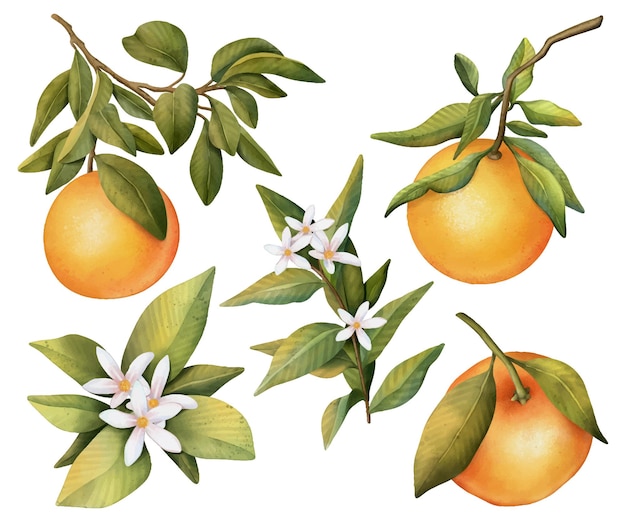 Conjunto desenhado à mão de aquarela florescendo galhos de laranjeiras flores e laranja
