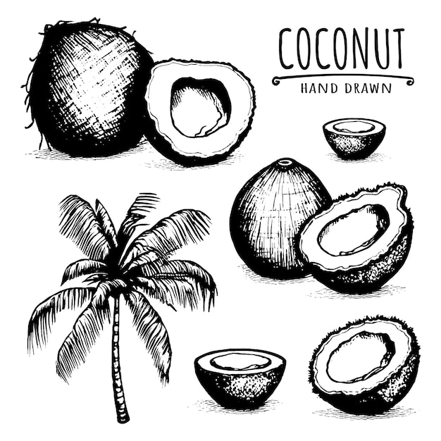 Conjunto desenhado à mão de coco