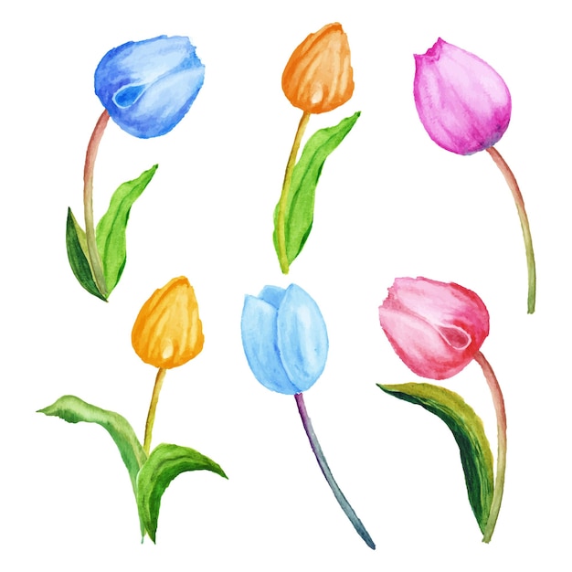 Vetor conjunto desenhado à mão de ilustração de tulipas com aquarela