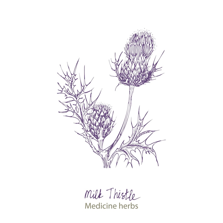 Vetor conjunto desenhado à mão de vidas e flores de milk thistle na cor preta isolada no fundo branco design gráfico retrô vintage esboço botânico desenho estilo gravura vetor
