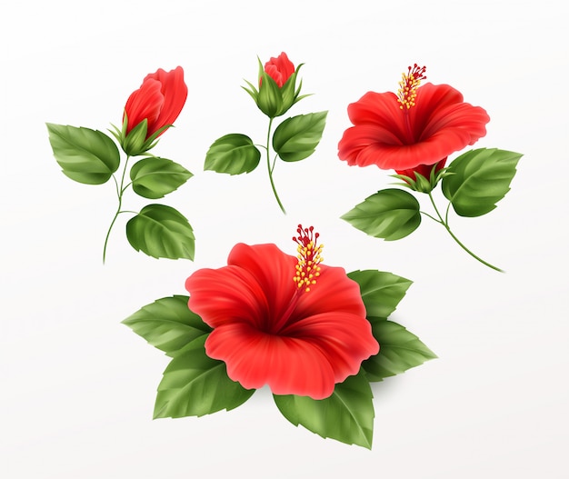 Conjunto é flor de hibisco lindo, brotos e folhas no fundo. Planta tropical exótica realista