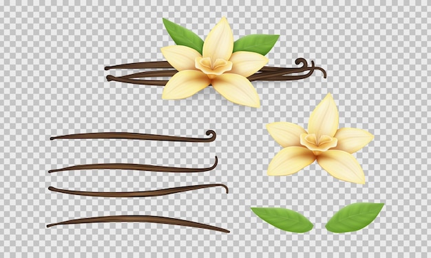 Conjunto realista de baunilha, flores e folhas amarelas de feijão, isolado realista em elementos de fundo transparente, vagens e pauzinhos de sabor, natureza, planta floral de cozinha de alimentos, conjunto de ilustrações vetoriais.