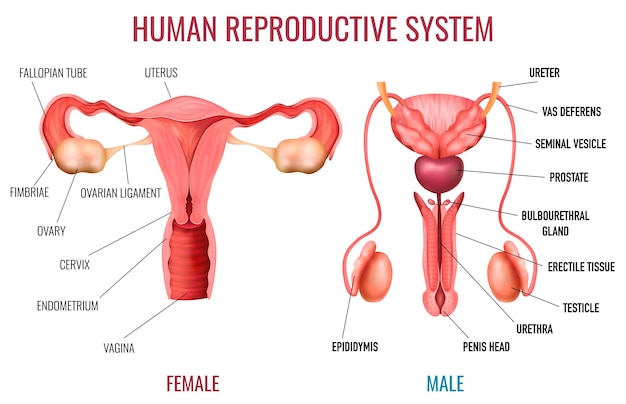 Vetor conjunto realista de sistema reprodutivo humano masculino e feminino com peças rotuladas