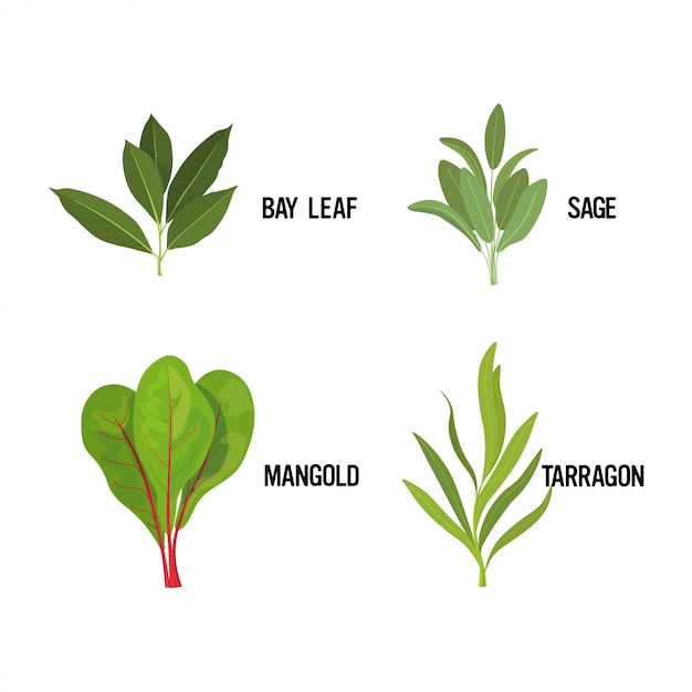 Conjunto realista fresco folha de louro sábio mangold estragão erva folhas verdes coleção conceito de comida saudável
