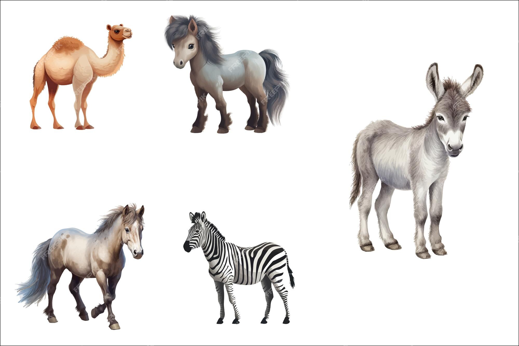 Minus - Say Hello!  Fazendinha png, Zebras, Vaqueira e cavalo