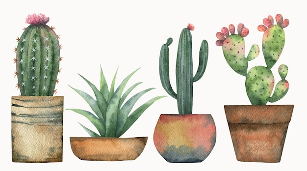 Conjunto vetorial aquarela de cactos e plantas suculentas isoladas em fundo branco