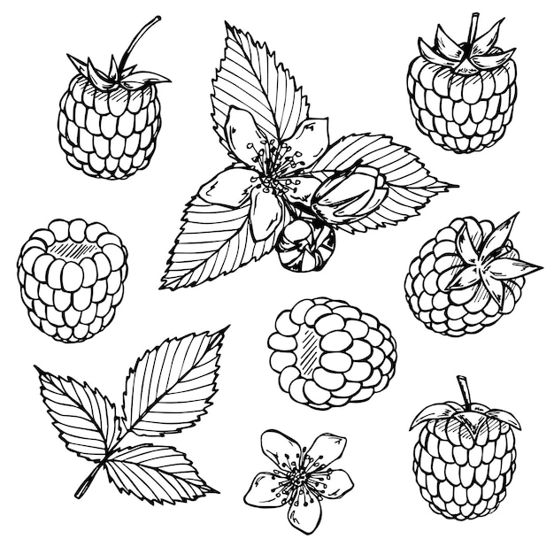 Conjunto vetorial de clipart de framboesa ou amora ícone de baga desenhado à mão ilustração de frutas