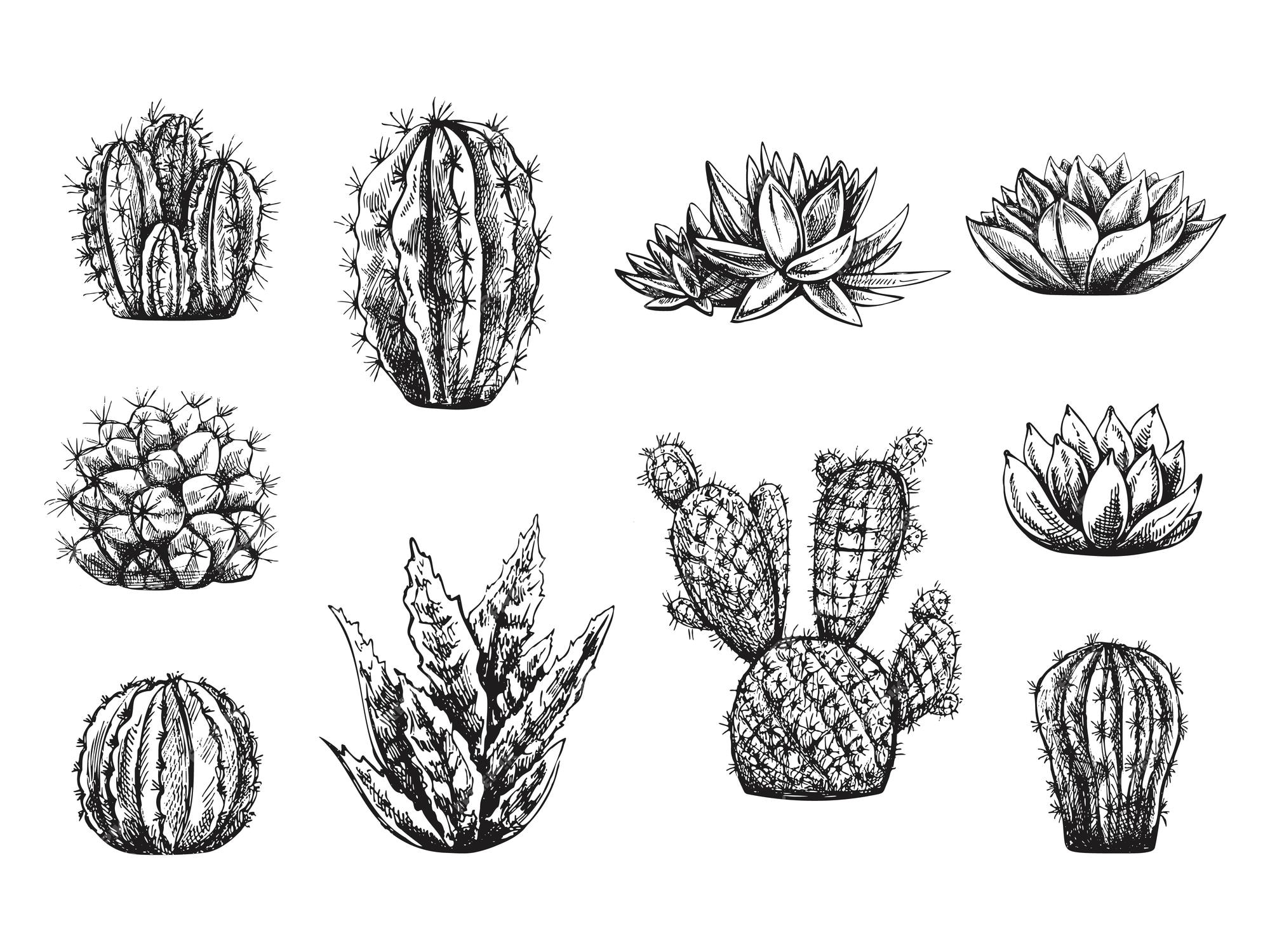 Conjunto De Cactos Em Bolbos De Flores. Desenho Desenhado à Mão Isolado Em  Branco Ilustração Stock - Ilustração de isolado, plantas: 253611264