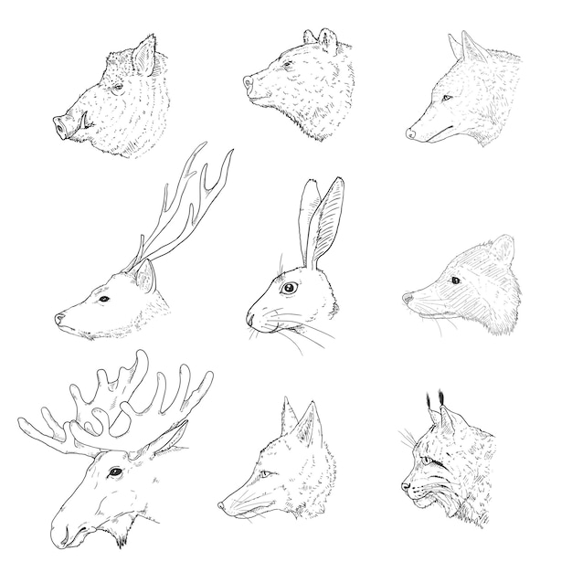Conjunto vetorial de esboços de cabeças de animais da floresta