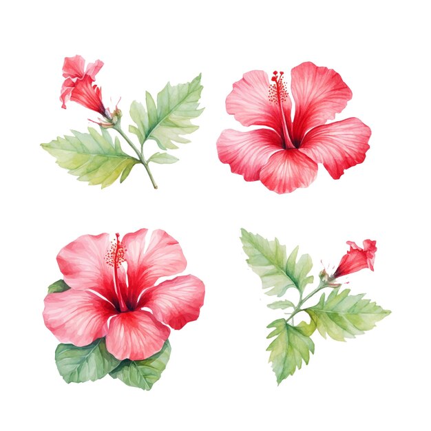 Vetor conjunto vetorial de flores de hibisco vermelho e folhas verdes ilustração